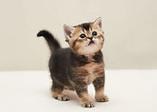 scotitsh kittens шотландские котята