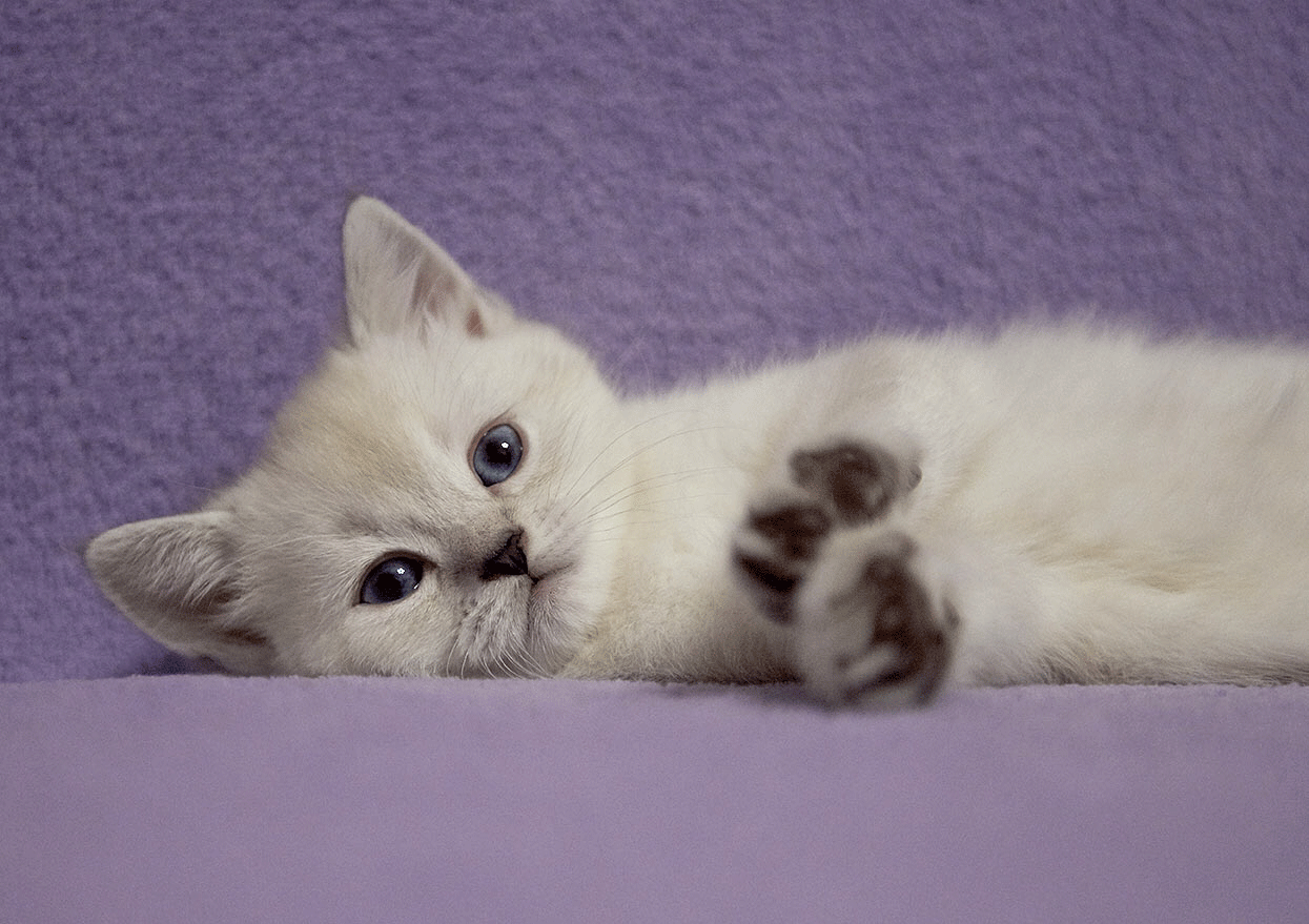 Scottish Kittens Шотландские Котята