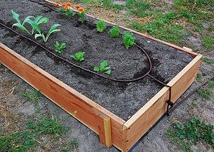 men_drip_raisedbed.jpg