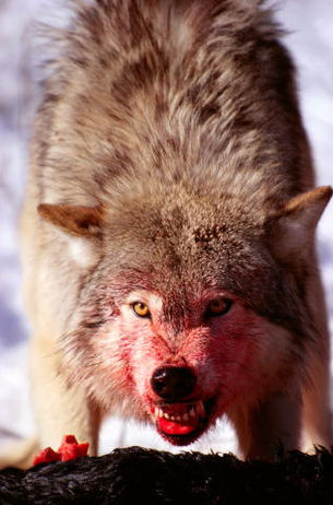 DE LOBO Y HOMBRE