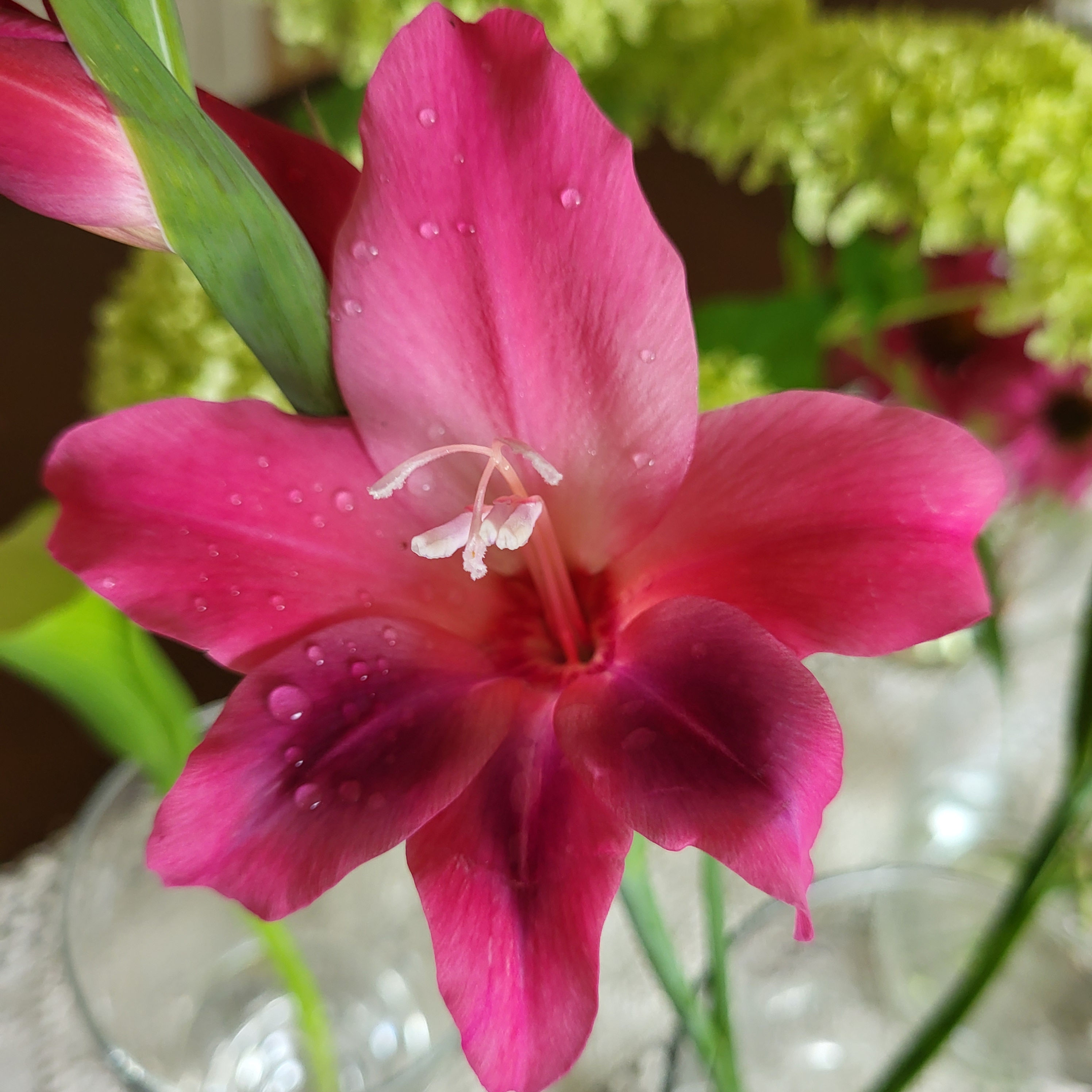 Deborah's Garden 2026