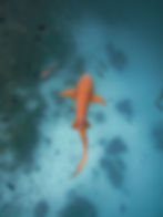 Nurse shark