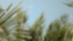 Palm trees