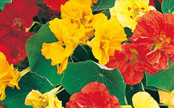 Nasturtium