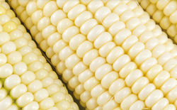 White-Maize