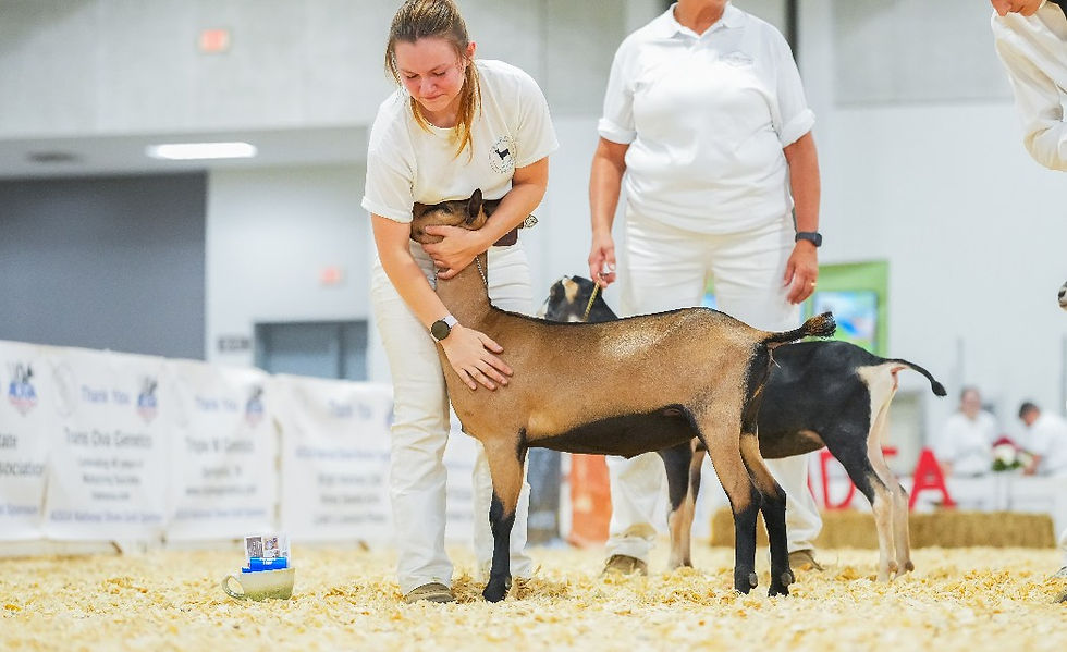 2024 ADGA Nationals & Show Highlights