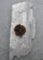 Thumbnail: Black fermented garlic (Piece)