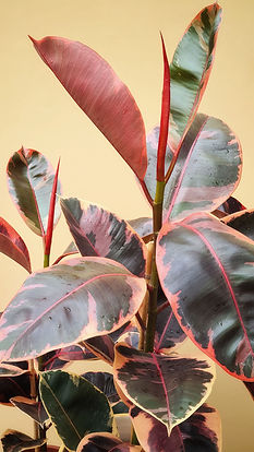 Ficus elastica ruby 16.jpeg