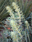 Echeveria coccinea.jpg