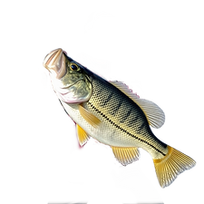 crappie fish.png