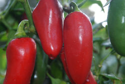 Garden Pepper