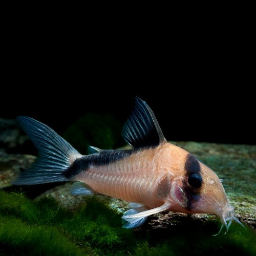 Sand's Corydoras Corydoras davidsandsi