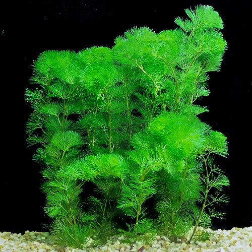 Thumbnail: Fanwort (Cabomba caroliniana) - Freshwater Aquarium Plant