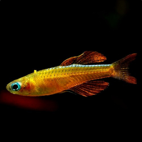 Red Nymph Fish Red Neon Gertrude Rainbowfish – Pseudomugil luminatus | Fisheee.com