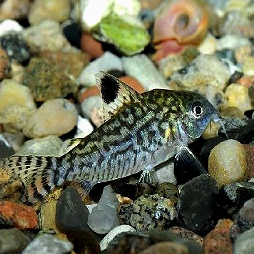 Reticulated Corydoras Corydoras reticulatus