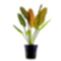 Red Flame Sword (Echinodorus ‘Red Flame’) - Live Aquarium Plant
