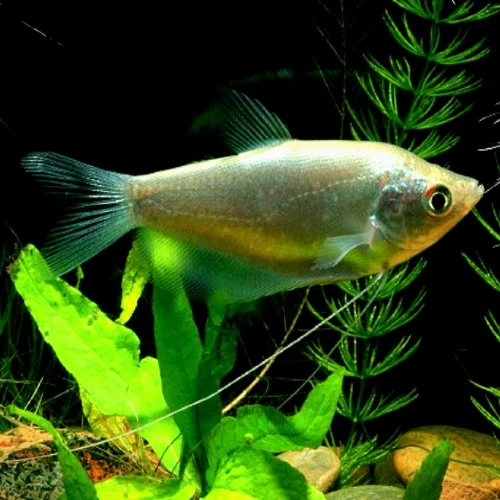 Moonlight Gourami Trichopodus microlepis