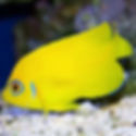 Lemonpeel Angelfish (Centropyge flavissima) - Saltwater Aquarium Fish