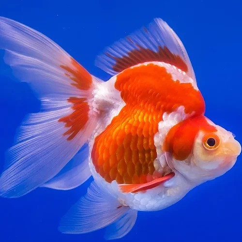 Red & White Ryukin Goldfish Carassius auratus