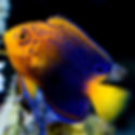 Japanese Pygmy Angelfish (Centropyge interruptus) - Saltwater Aquarium Fish