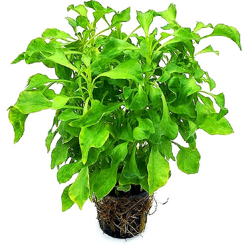 Alternanthera bettzickiana 'Green' - Live Aquarium Plants
