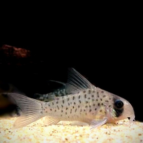 Fairy Corydoras | Corydoras atropersonatus | Fisheee.com