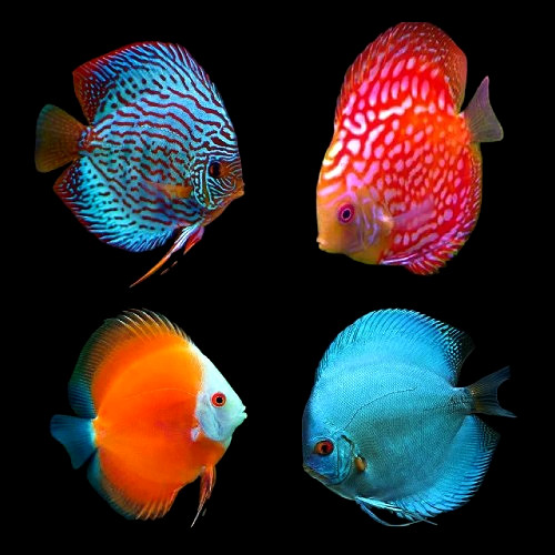 Buy Assorted Discus Fish – Colorful Captive-Bred Cichlids | Fisheee.com