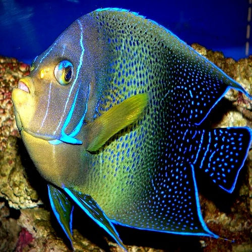 Thumbnail: Koran Angelfish (Pomacanthus semicirculatus) - Saltwater Aquarium Fish