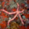Spotted Linckia Sea Star (Linckia multifora) - Saltwater Aquarium Invertebrate