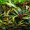 Thumbnail: Wendt's Water Trumpet "Cryptocoryne wendtii" (Tropica)
