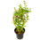 Thumbnail: Rotala sp. "Gia Lai" / "H'Ra"