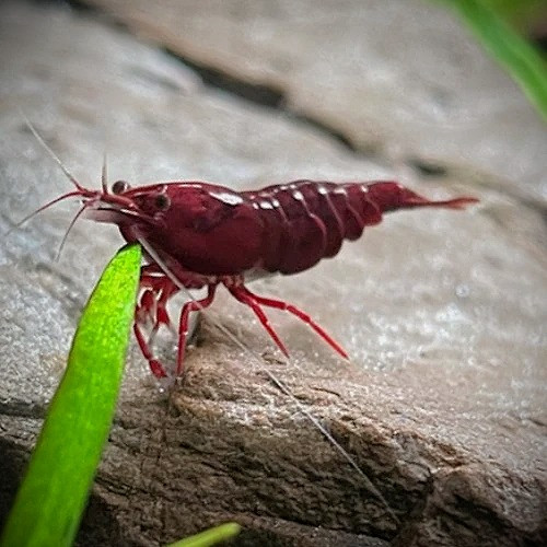 Red Nymph Fish Red Onyx Neocaridina Shrimp – Rare Patterned Freshwater Shrimp ...