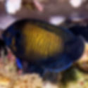Bluefin Angelfish (Centropyge multispinis) - Saltwater Aquarium Fish