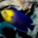 Cherub Angelfish (Centropyge argi) - Saltwater Aquarium Fish