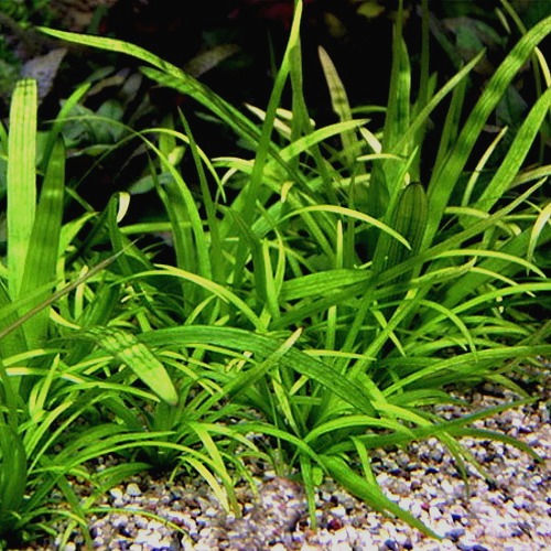 Thumbnail: ​​​​​​​Delta Arrowhead (Sagittaria platyphylla) - Live Aquarium Plant