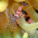 Spotted Cleaner Shrimp (Periclimenes yucatanicus) - Marine Aquarium Invertebrate