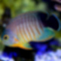 Eibli's Angelfish (Centropyge eibli) - Saltwater Aquarium Fish