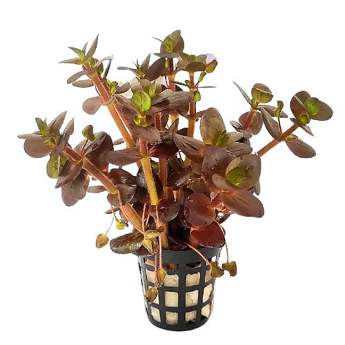 Bacopa Salzmannii ‘Purple’ - Live Aquarium Plant