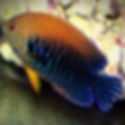 Potter’s Angelfish (Centropyge potteri) - Saltwater Aquarium Fish