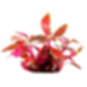 Rosanervig Parrot Leaf (Alternanthera reineckii ‘Rosanervig’)