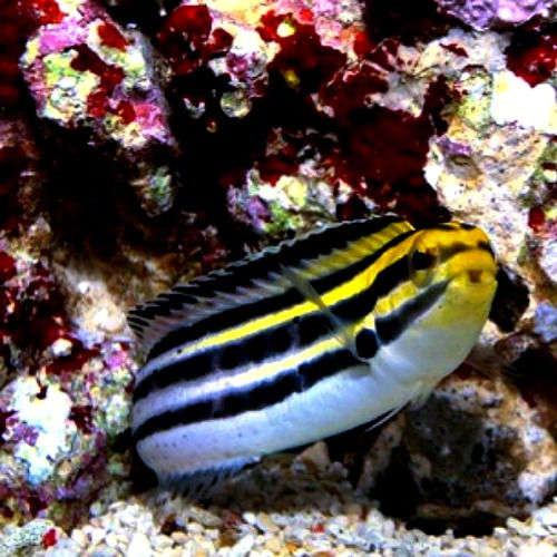 Thumbnail: Striped Blenny (Meiacanthus grammistes) - Saltwater Aquarium Fish
