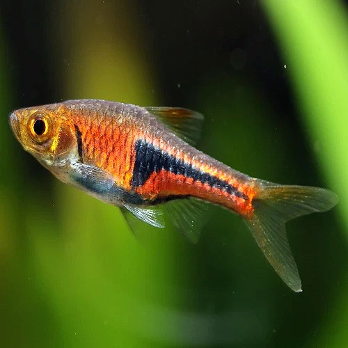 Ramba Fish Lambchop Rasbora β Peaceful Freshwater Schooling Fish | Fisheee.com