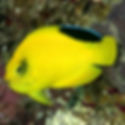 Woodhead’s Angelfish (Centropyge woodheadi) - Saltwater Aquarium Fish