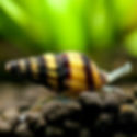 Assassin Snail (Clea helena) - Freshwater Aquarium Invert