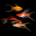 Assorted Lyretail Swordtails