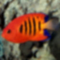 Flame Angelfish (Centropyge loricula) - Saltwater Aquarium Fish