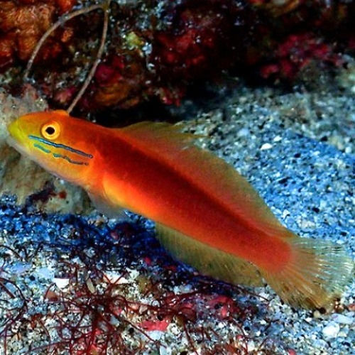 Thumbnail: Bella Sleeper Goby