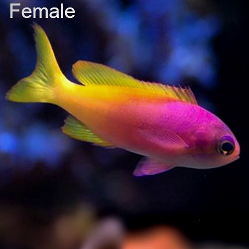 Thumbnail: Painted Anthias (Pseudanthias pictilis) - Saltwater Aquarium Fish
