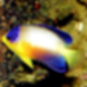 Multicolor Angelfish (Centropyge multicolor) - Saltwater Aquarium Fish
