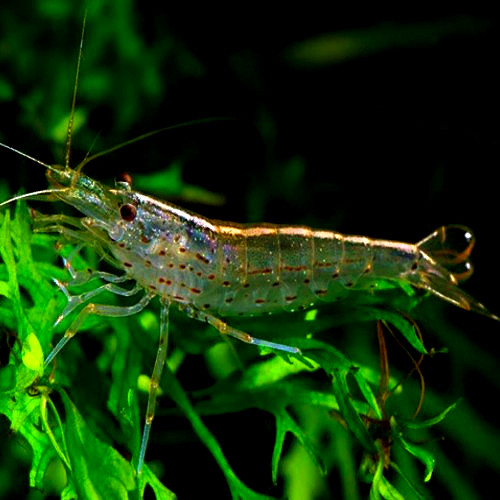 Amano Shrimp For Algae Control In Low Tech Tanks photo